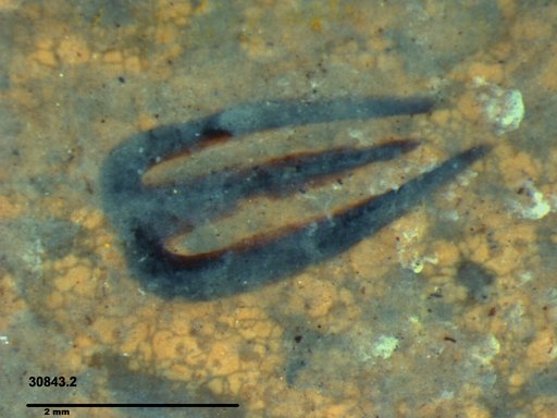 Tracheophyta