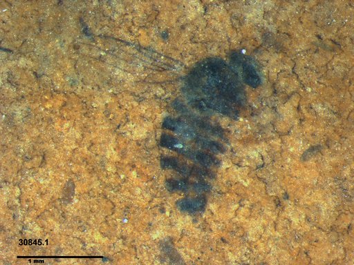 Diptera