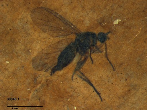 Diptera