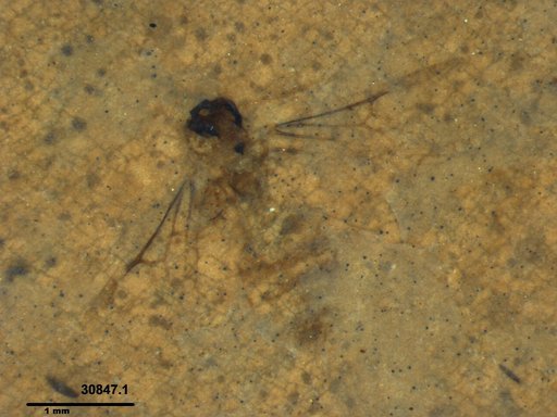 Formicidae