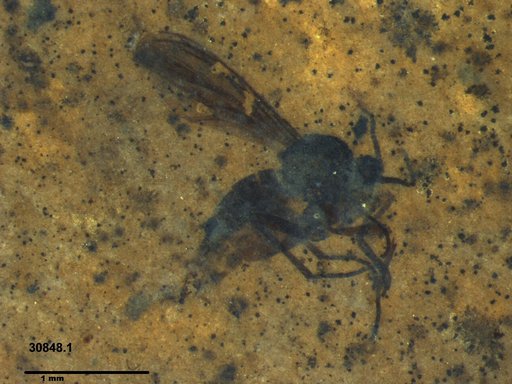 Diptera