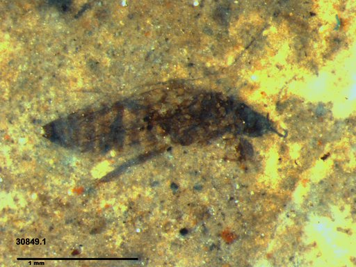 Genus sp