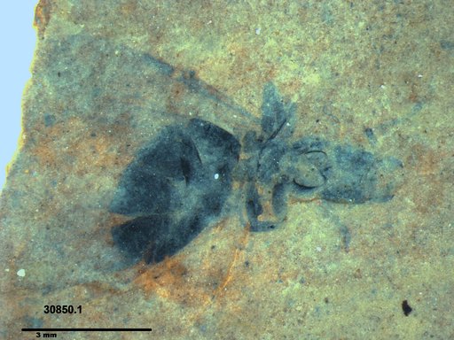 Formicidae