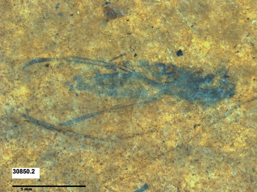 Notonectidae