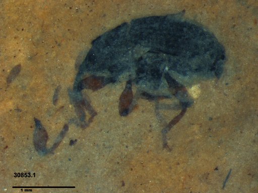 Genus sp