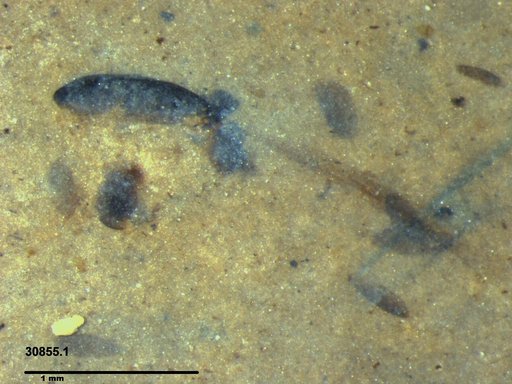 Tracheophyta