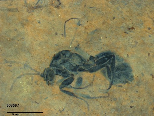 Formicidae