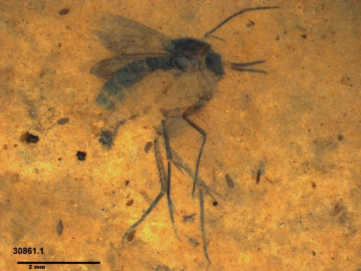 Mycetophilidae