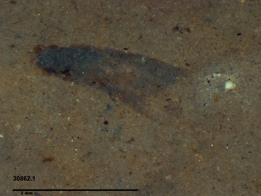Tracheophyta