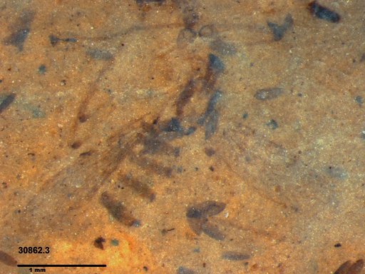 Chaoboridae