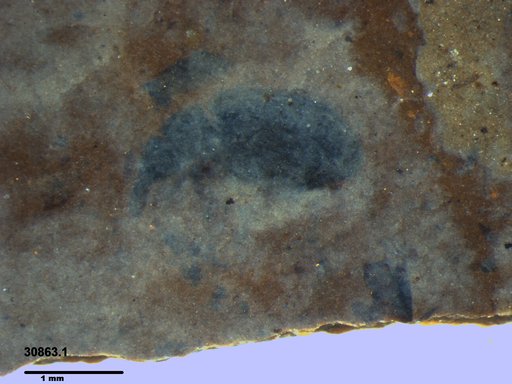 Genus sp