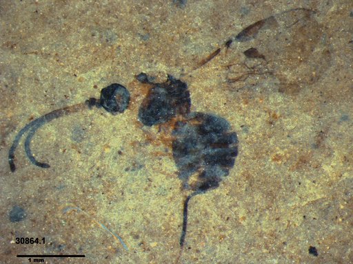 Braconidae