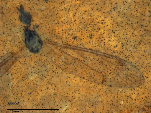 Diptera
