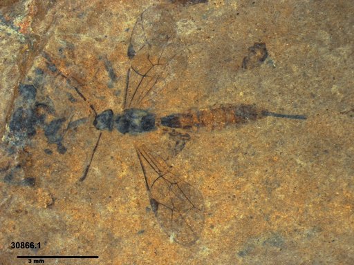 Ichneumonidae