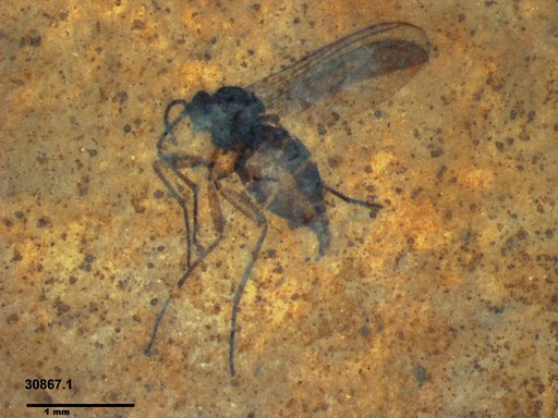 Diptera