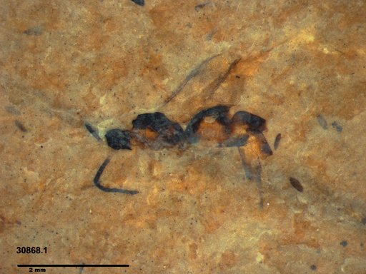 Proctotrupidae