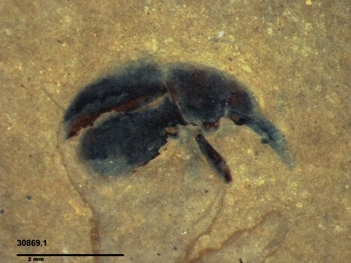 Genus sp