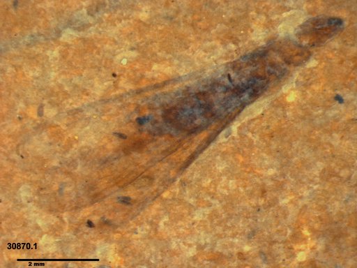 Genus sp