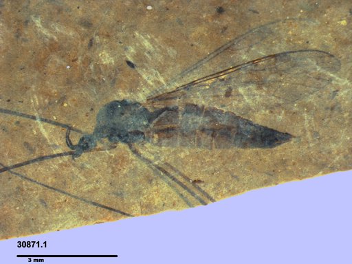 Diptera