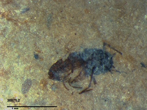 Diptera