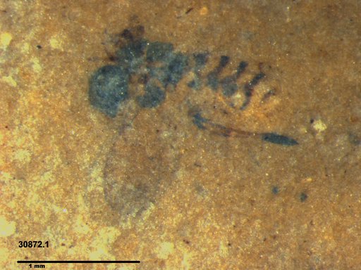 Genus sp