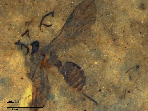 Braconidae