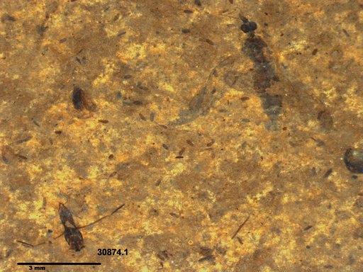 Diptera