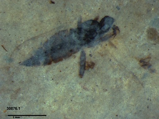 Diptera