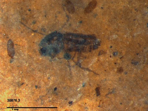Diptera