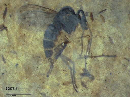 Genus sp.