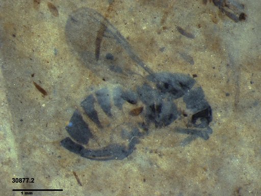 Genus sp