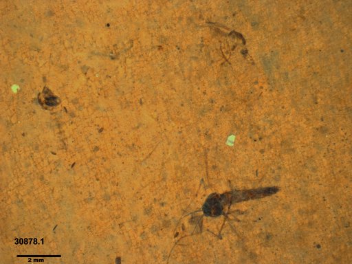 Genus sp
