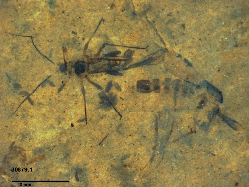 Chaoboridae