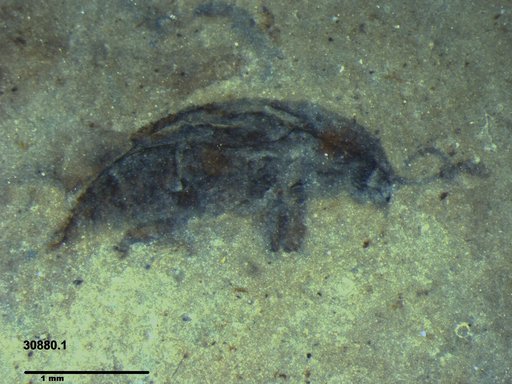 Mordellidae