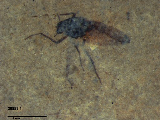 Diptera