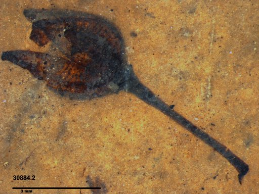 Tracheophyta