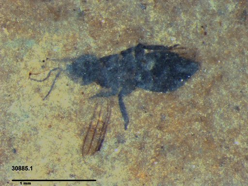 Genus sp