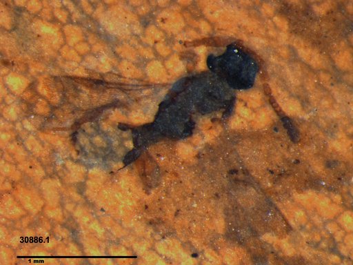 Diapriidae