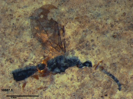 Diapriidae