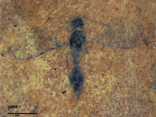 Diapriidae