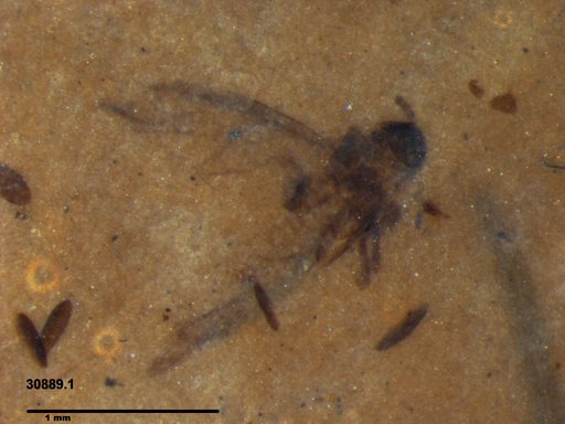Aphididae