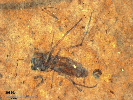 Diptera