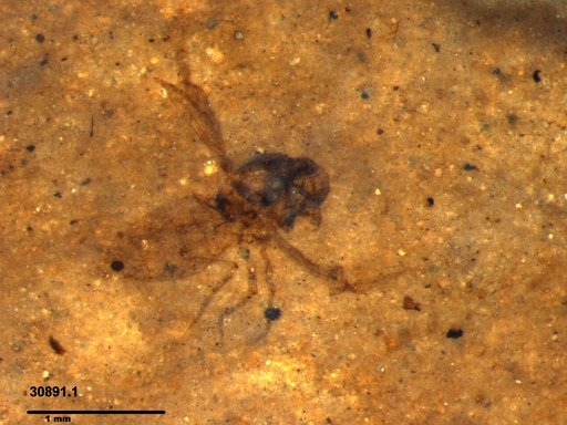 Diptera