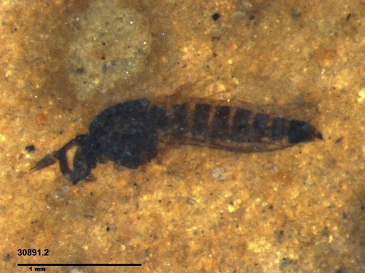 Diptera