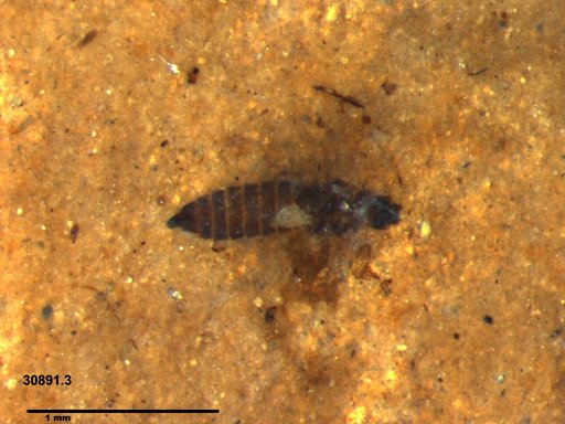 Genus sp