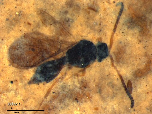 Diapriidae