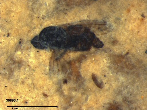 Diptera