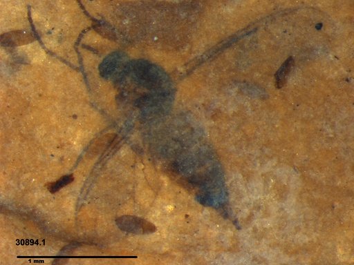 Diptera