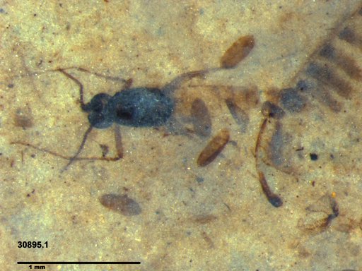 Insecta