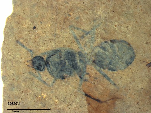 Formicidae